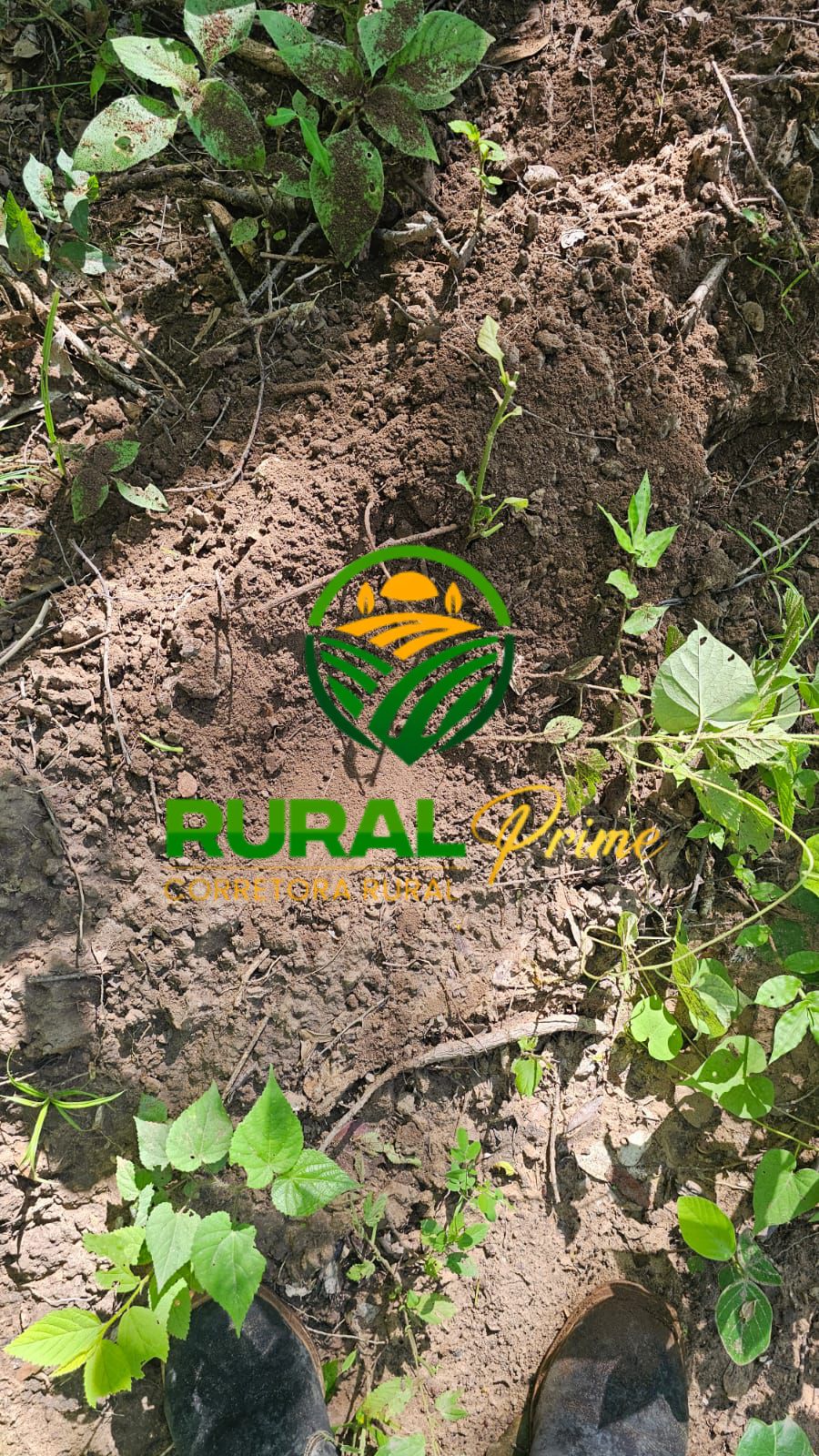 Fazenda (Riachão das Neves - BA)