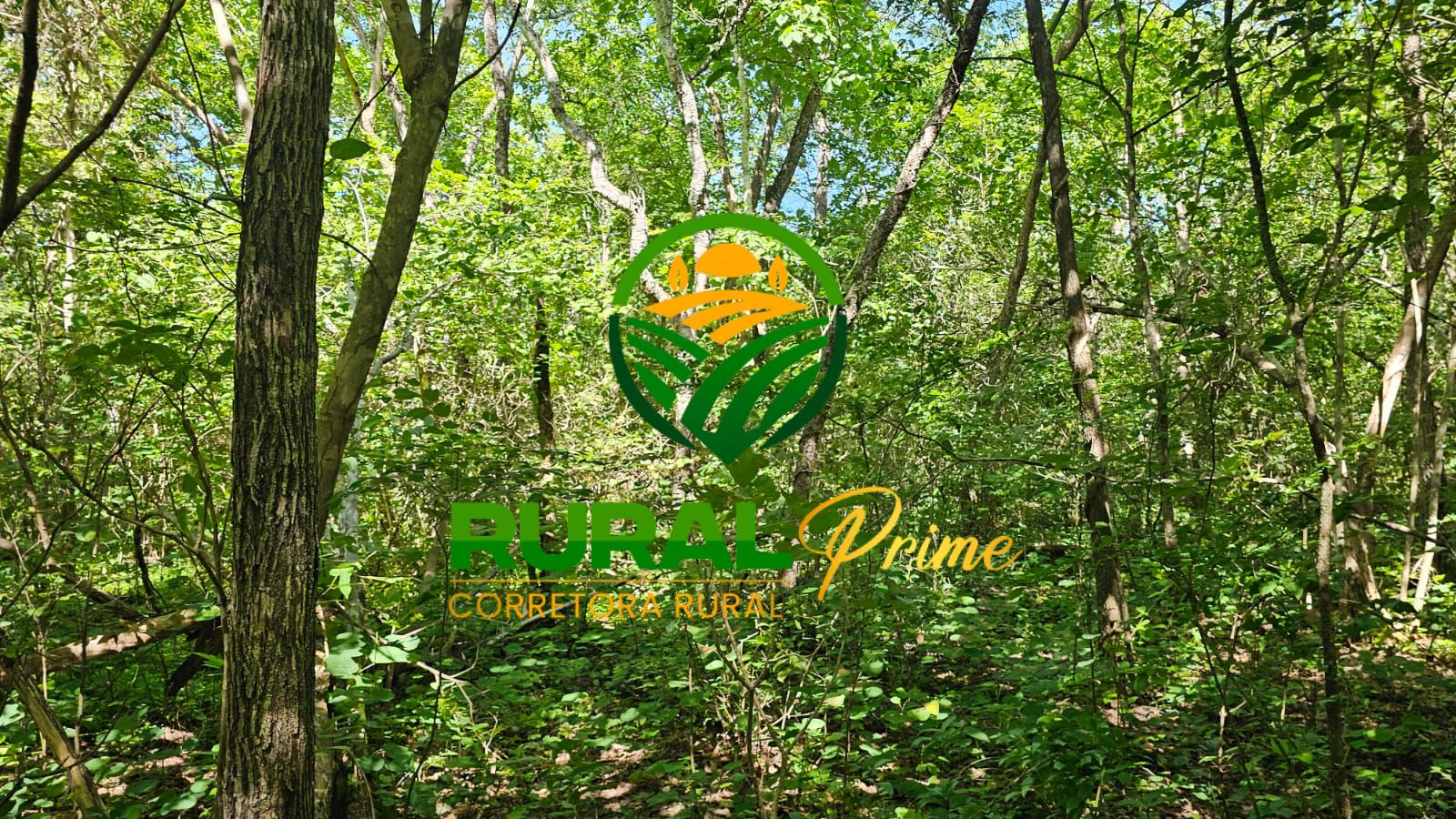 Fazenda (Riachão das Neves - BA)