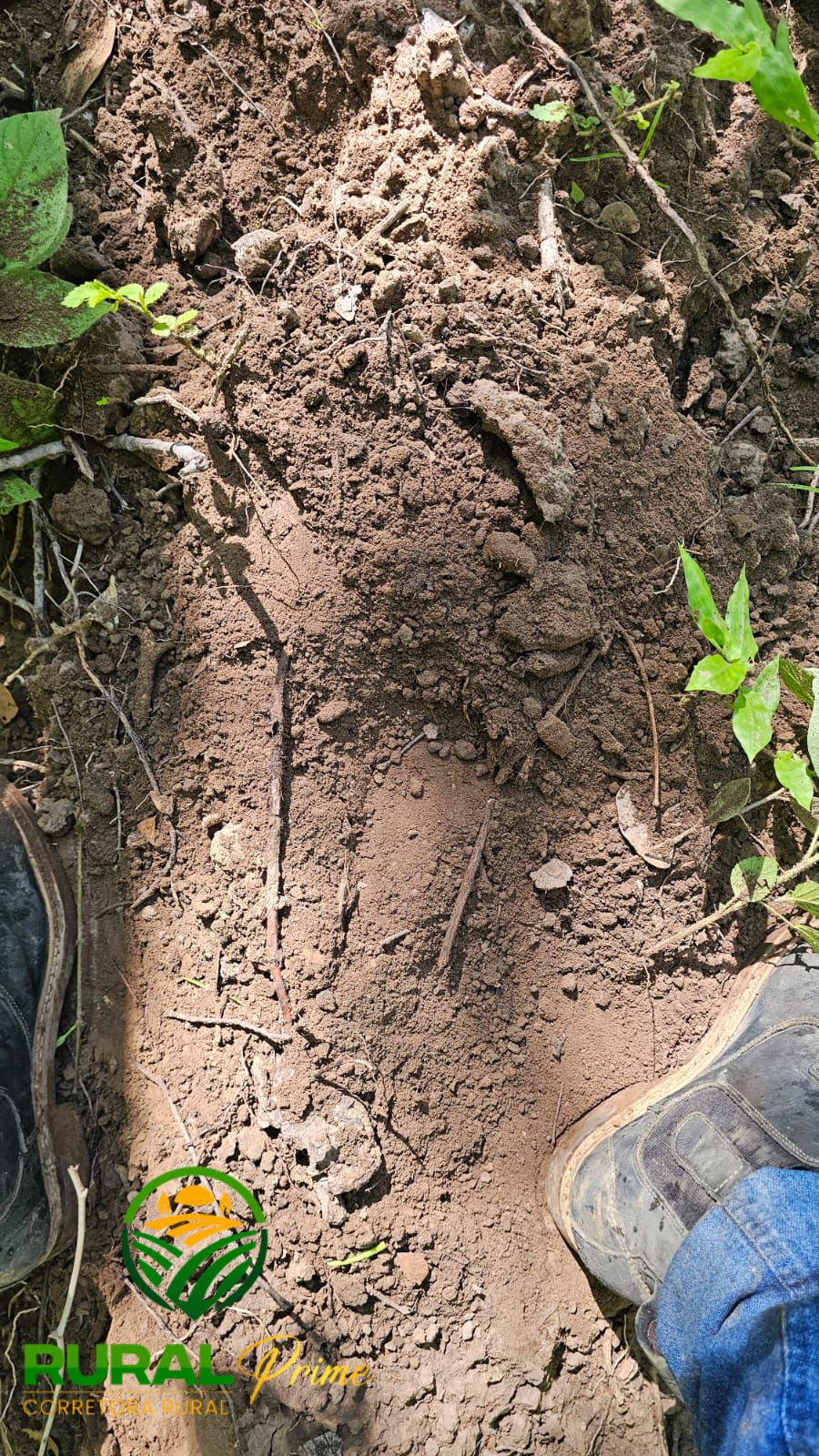 Fazenda (Riachão das Neves - BA)