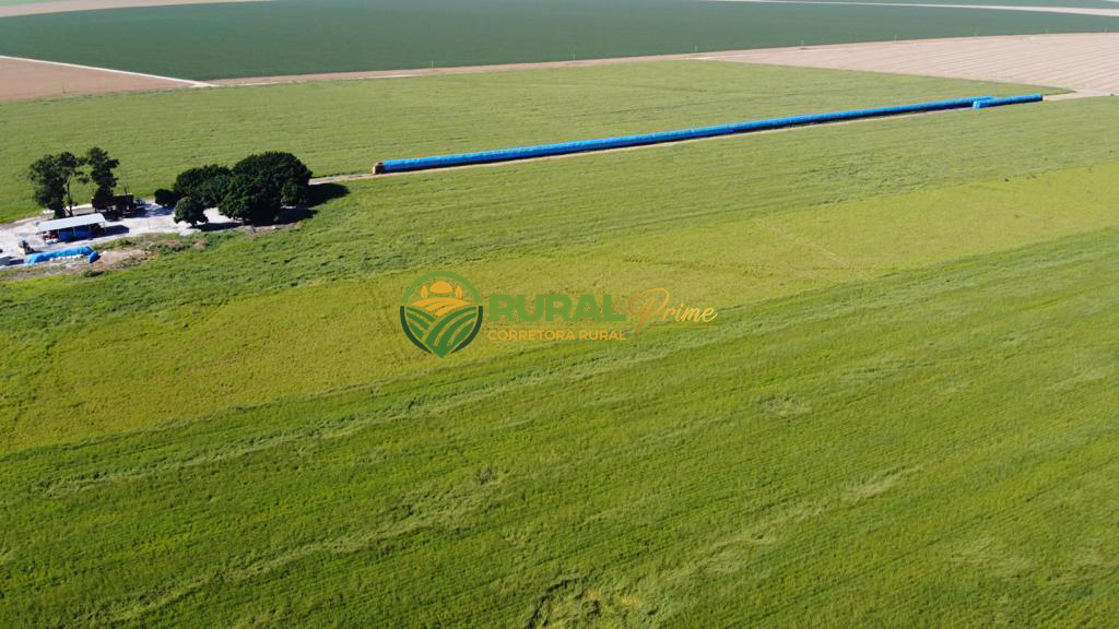 Fazenda (São Desidério-BA)