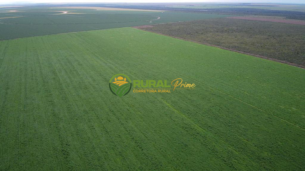 Fazenda (São Desidério-BA)