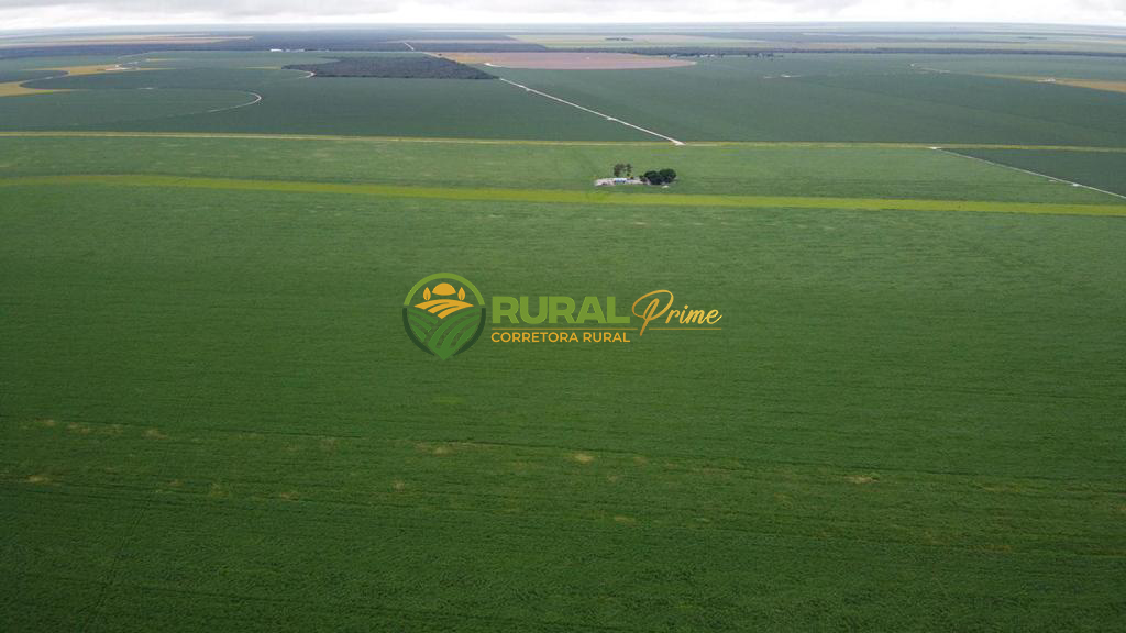 Fazenda (São Desidério-BA)