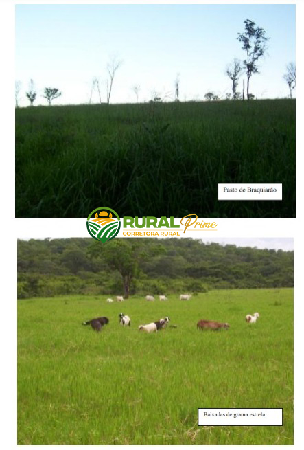 Fazenda em Riachão das Neves à venda - 1.467ha