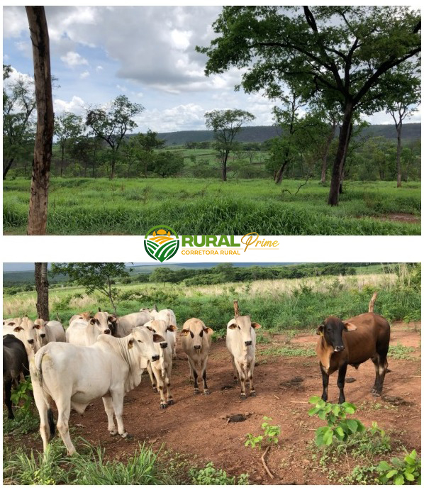 Fazenda em Riachão das Neves à venda - 1.467ha