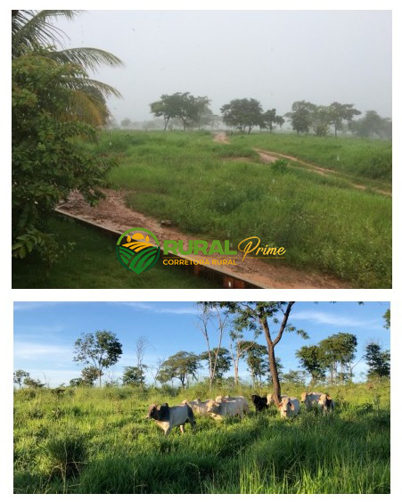 Fazenda em Riachão das Neves à venda - 1.467ha