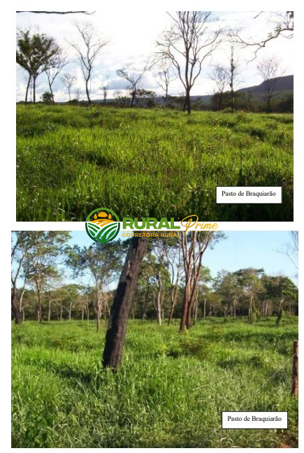 Fazenda em Riachão das Neves à venda - 1.467ha