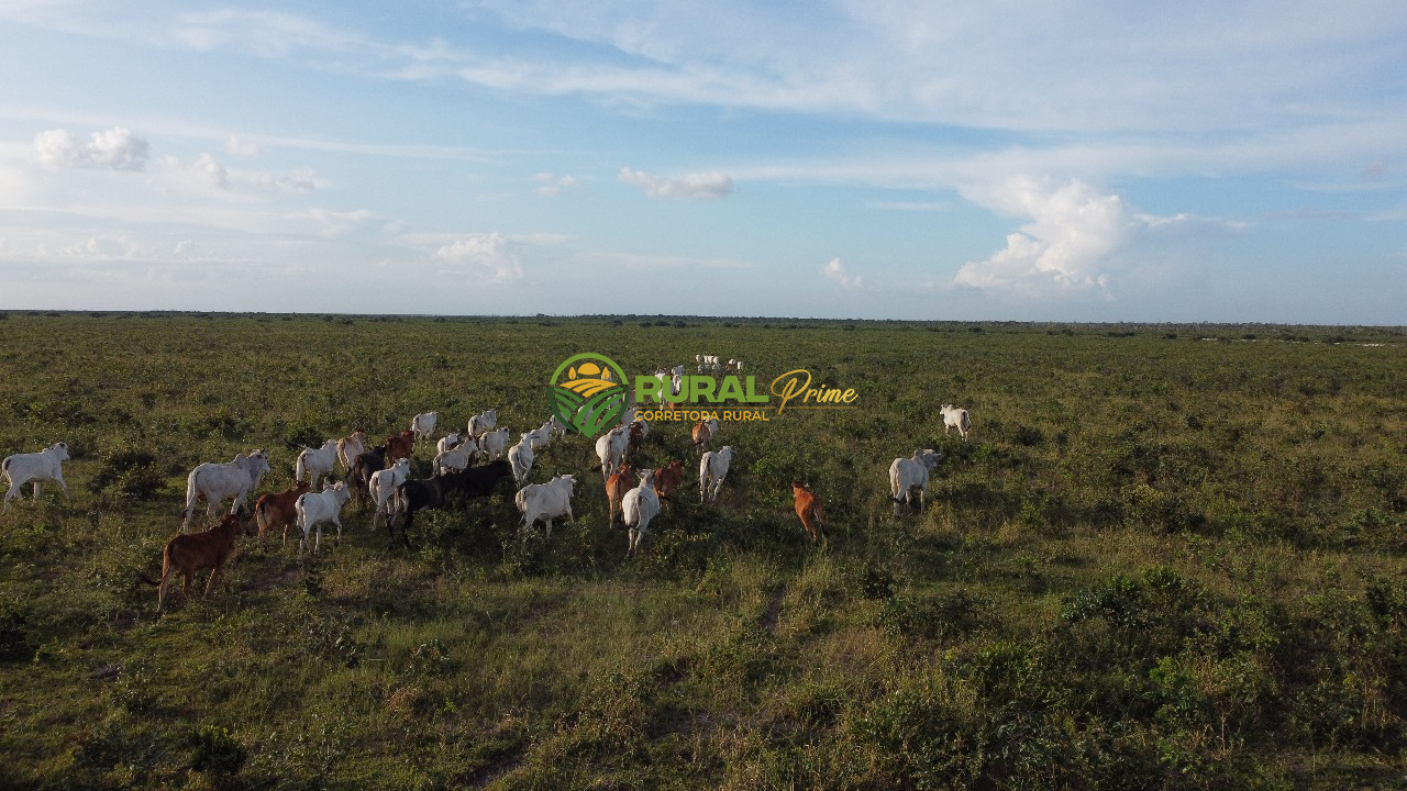 Fazenda à venda Baianópolis-BA - 9.270ha