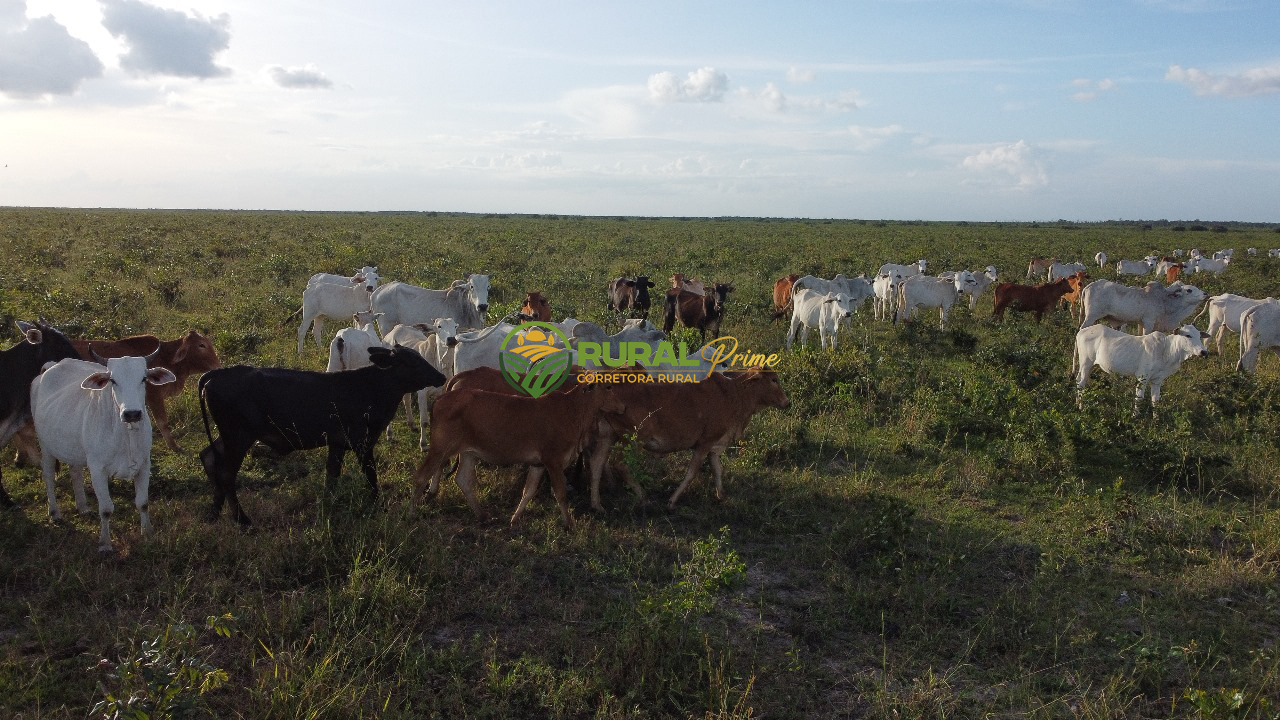 Fazenda à venda Baianópolis-BA - 9.270ha