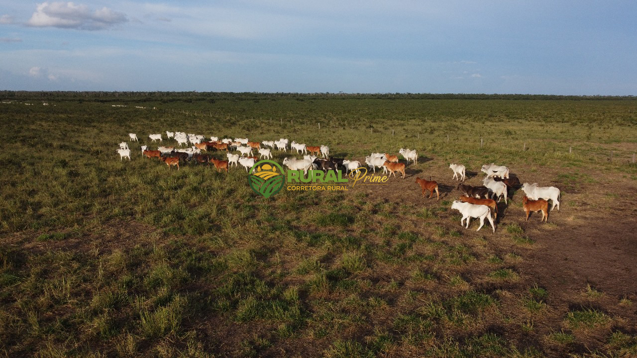 Fazenda à venda Baianópolis-BA - 9.270ha