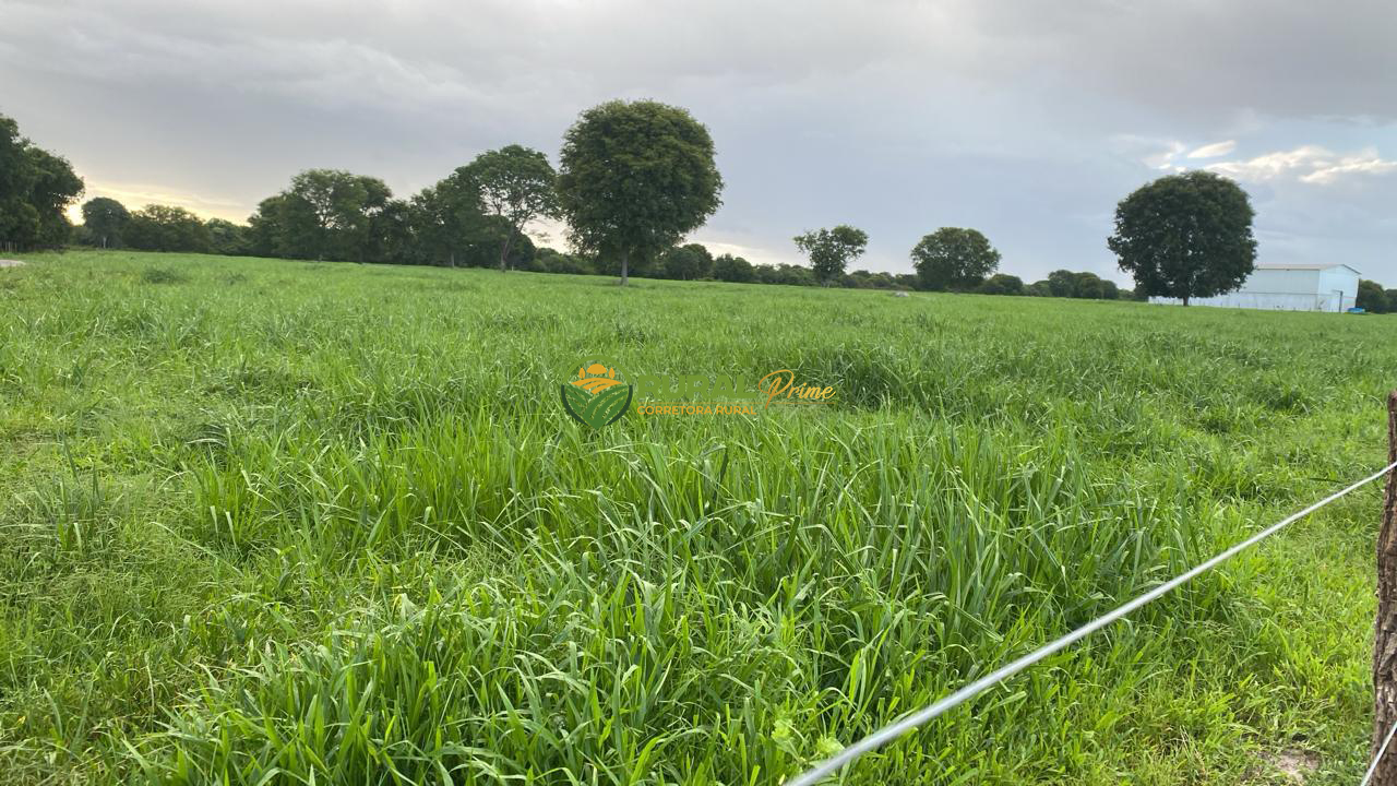 Fazenda à venda em Baianópolis-BA - 1.170ha