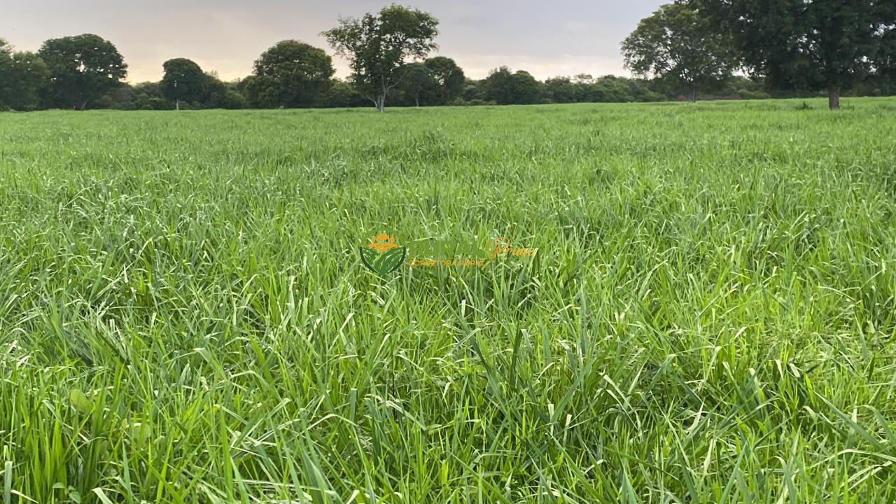 Fazenda à venda em Baianópolis-BA - 1.170ha