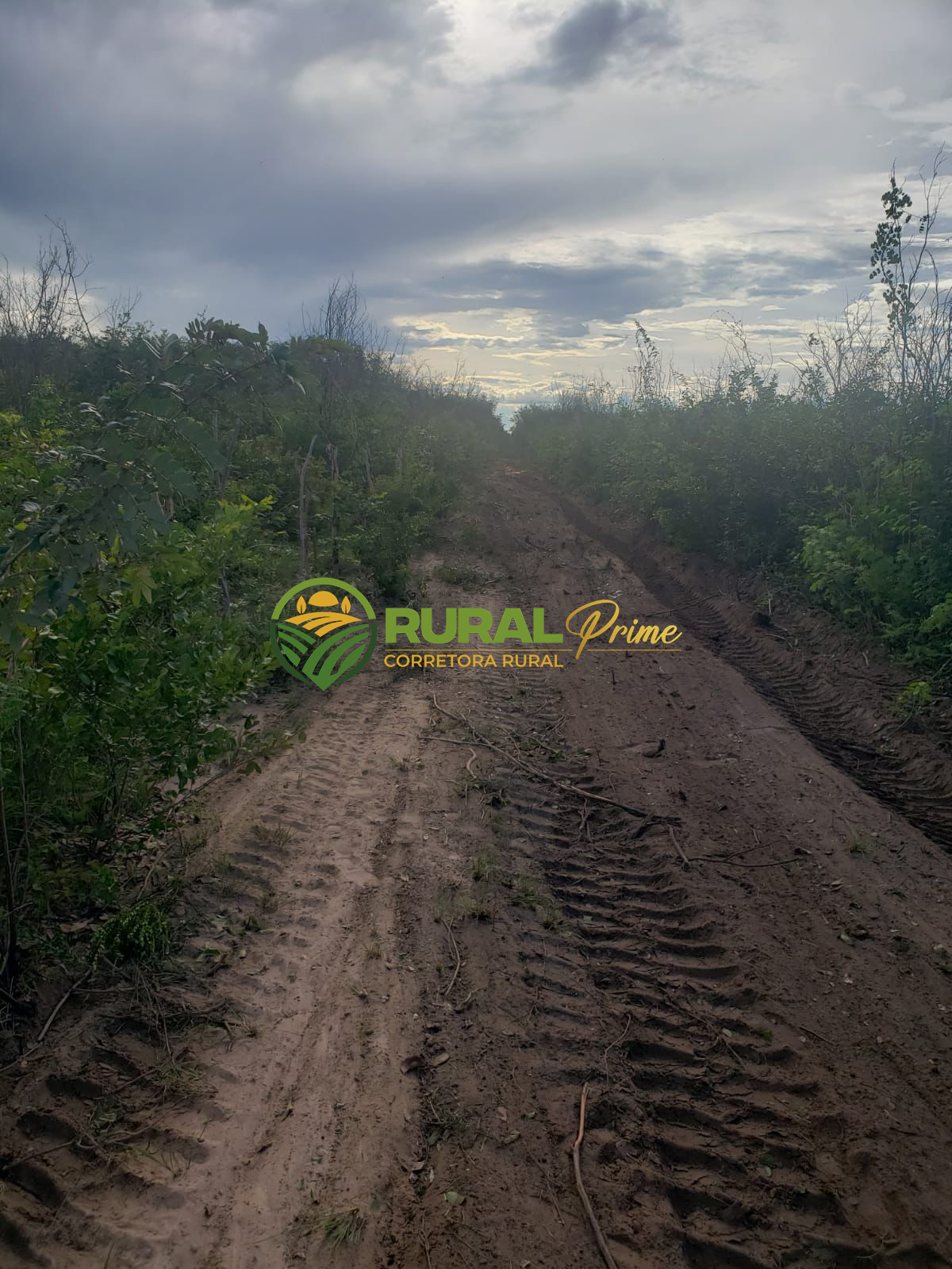 Fazanda à venda em Baianópolis-BA - 4.045ha