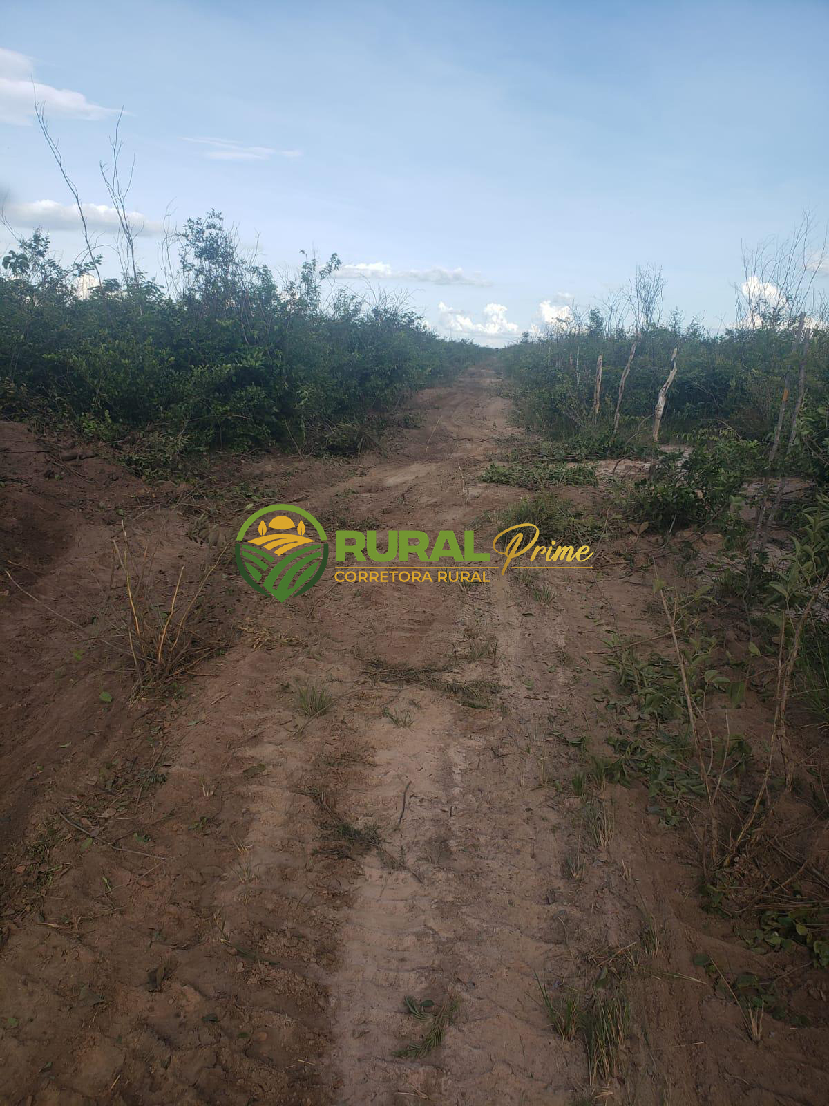 Fazanda à venda em Baianópolis-BA - 4.045ha