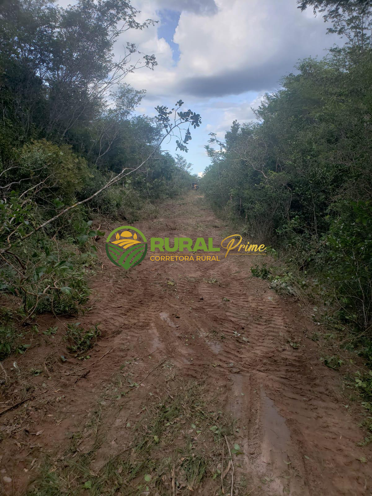 Fazanda à venda em Baianópolis-BA - 4.045ha