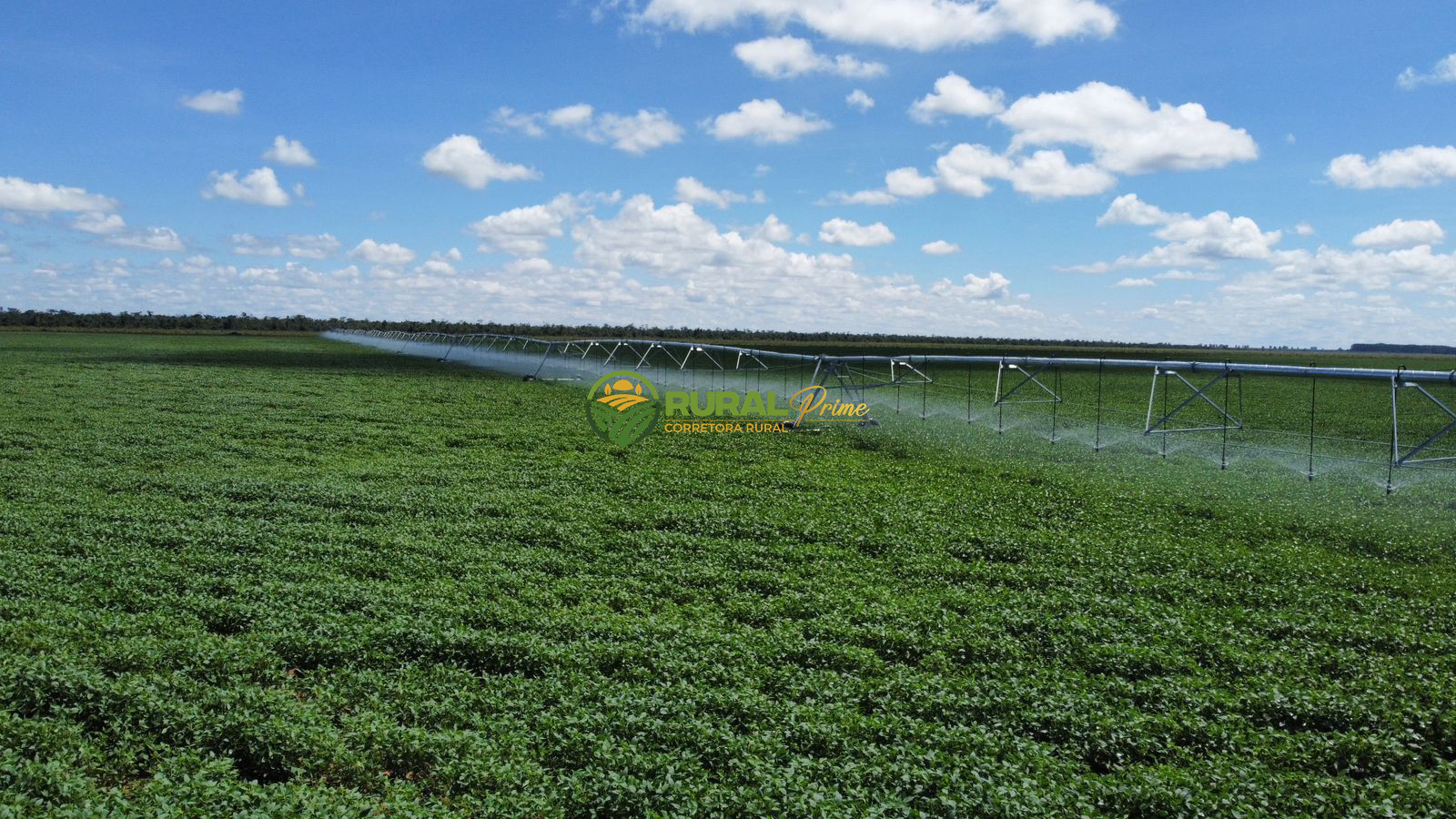 Fazenda à venda em Baianópolis-BA - 1.460ha