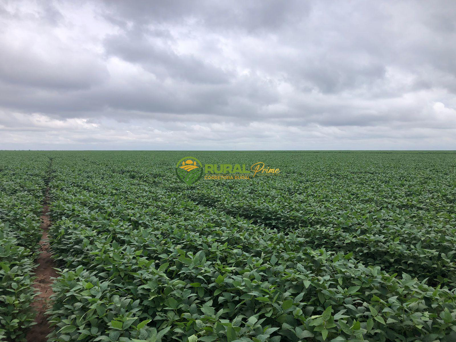 Fazenda à venda em Formosa do Rio Preto-BA - 9.360