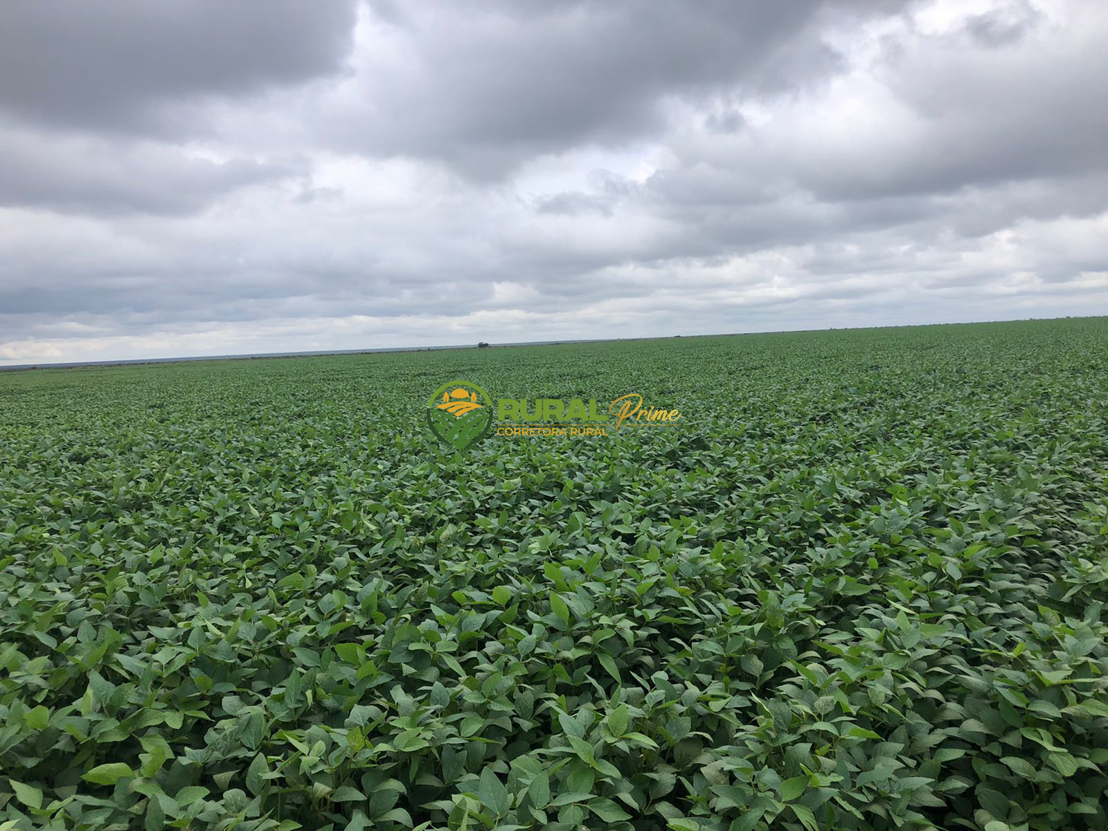 Fazenda à venda em Formosa do Rio Preto-BA - 9.360