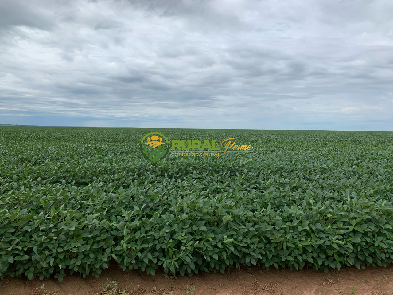 Fazenda à venda em Formosa do Rio Preto-BA - 9.360