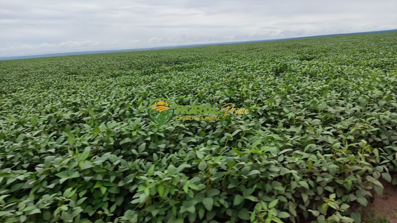 Fazenda à venda em Formosa do Rio Preto-BA - 3.360ha