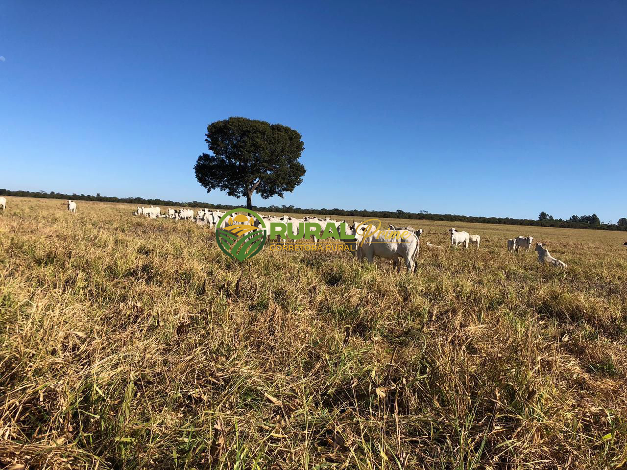 Fazenda à venda em Coribe-BA