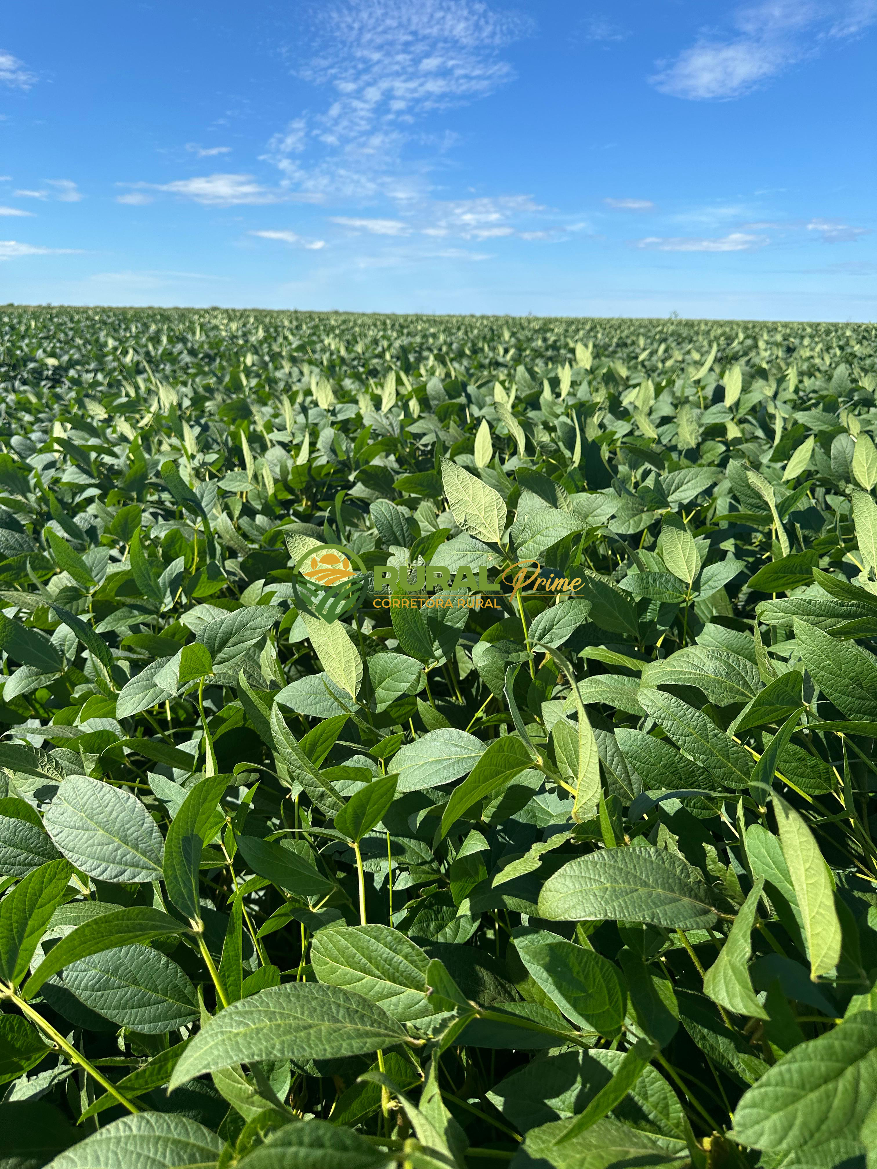 Fazenda à venda em Baianópolis-BA - 4.542ha