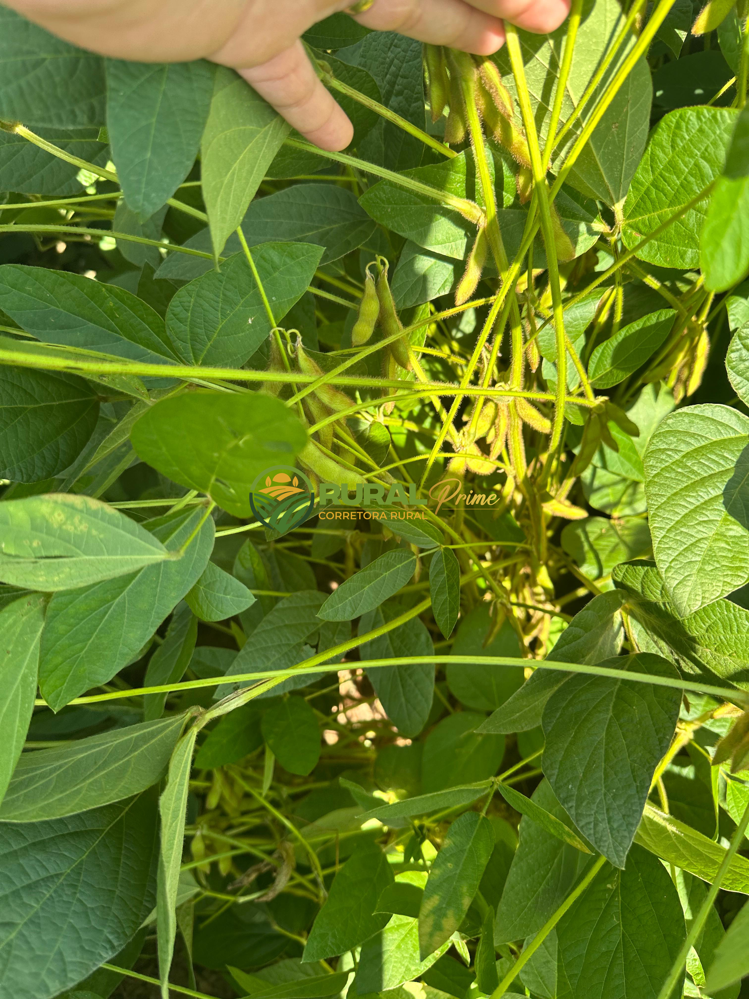 Fazenda à venda em Baianópolis-BA - 4.542ha