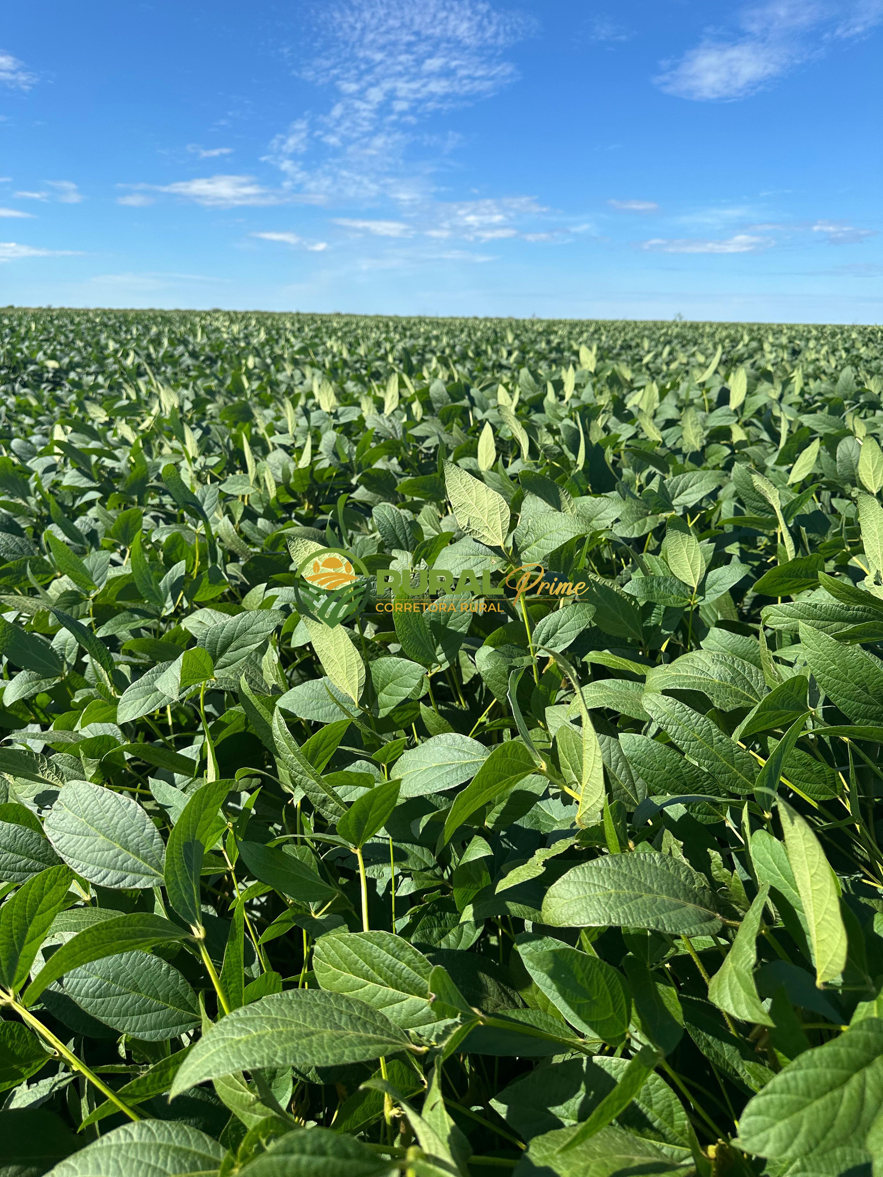 Fazenda à venda em Baianópolis-BA - 4.542ha