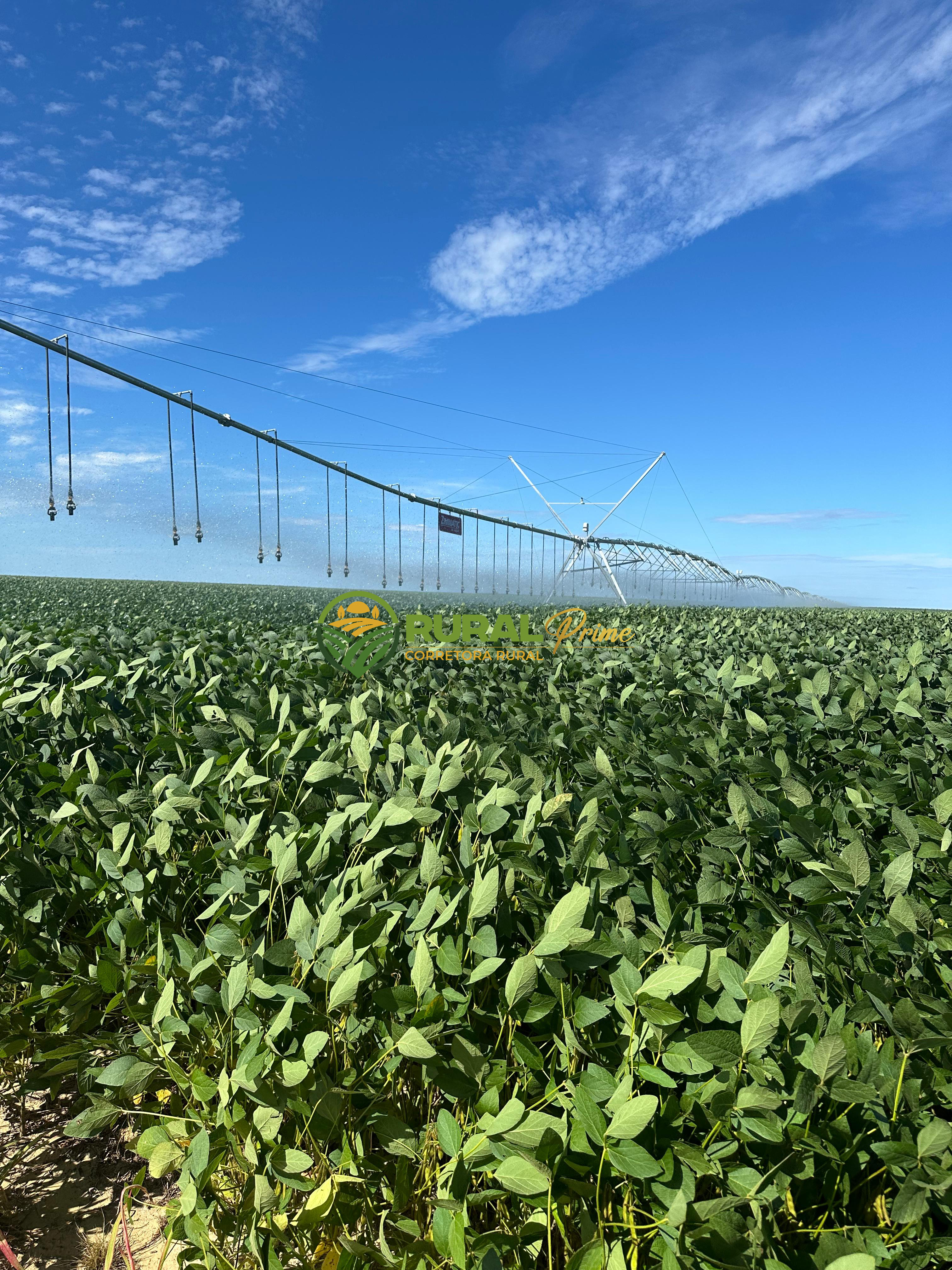 Fazenda à venda em Baianópolis-BA - 4.542ha