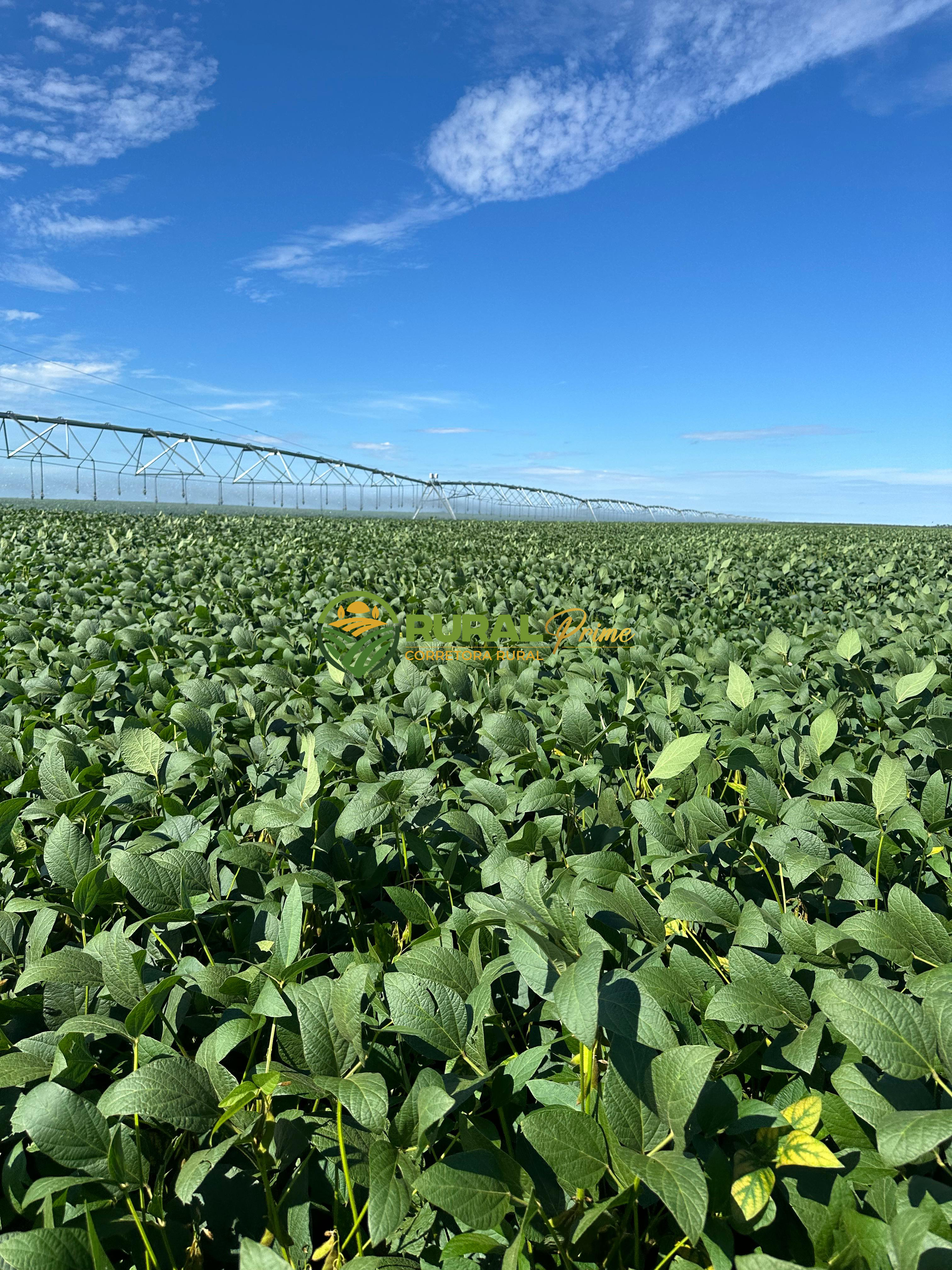 Fazenda à venda em Baianópolis-BA - 4.542ha